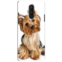 Чехол (ТПУ) Милые собачки для OnePlus 8 – Собака Терьер