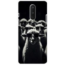 Чехол с принтом стильные животные для ВанПлас 8 – Овечка в очках