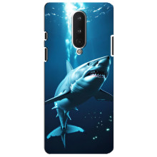 Чехол с картинкой «Хищники» для OnePlus 8 – Акула