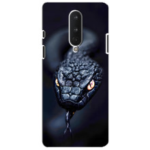 Чехол с картинкой «Хищники» для OnePlus 8 – Змея