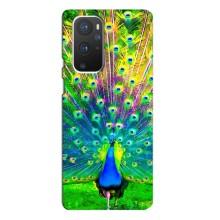 Чехол с птицами на OnePlus 9 Pro (VPrint) (Яркий Павлин)