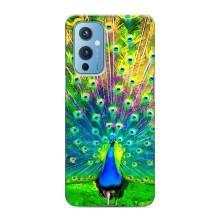 Чехол с птицами на OnePlus 9 (VPrint) (Яркий Павлин)