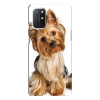 Чехол (ТПУ) Милые собачки для OnePlus 9 – Собака Терьер