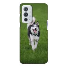 Чехол с Хаски для OnePlus 9RT - (AlphaPrint)