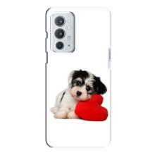 Чехлы с собаками для OnePlus 9RT (VPrint)