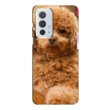 Чехлы с собаками для OnePlus 9RT (VPrint)