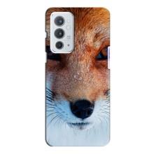 Чехол с Лисичкой для OnePlus 9RT (Рыжая Лисичка)