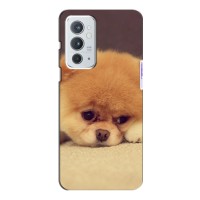 Чехол (ТПУ) Милые собачки для OnePlus 9RT – Померанский шпиц