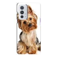 Чехол (ТПУ) Милые собачки для OnePlus 9RT – Собака Терьер