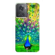 Чохол з пташками на OnePlus ACE (10R) (VPrint) (Яскравий Павлин)