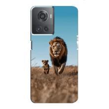 Чехол Король лев на ВанПлас Ейс (10Р) – Мусафа и Симба