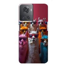 Чехол с принтом стильные животные для ВанПлас Ейс (10Р) – Ламы в очках
