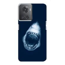 Силиконовый бампер с картинкой животных для OnePlus ACE (10R) (Пасть Акулы)