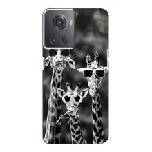 Силиконовый чехол с КАРТИНКАМИ лето для OnePlus ACE (10R) (AlphaPrint) – Жирафы в очках