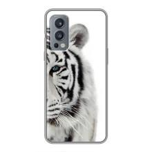 Чехлы с картинками животных OnePlus Nord 2 (Белый Тигр)