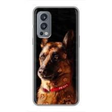 Чехлы с картинками животных OnePlus Nord 2 (Овчарка)