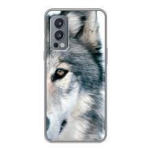 Чехлы с картинками животных OnePlus Nord 2 (Волк)