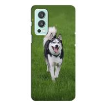 Чехол с Хаски для OnePlus Nord 2 - (AlphaPrint) (Радостный Хаски)