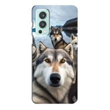 Чехол с Хаски для OnePlus Nord 2 - (AlphaPrint) (Селфи ХАски)