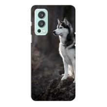 Чехол с Хаски для OnePlus Nord 2 - (AlphaPrint) (Верный пес)