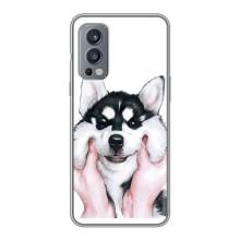 Чехлы с собаками для OnePlus Nord 2 (VPrint) (Довольный Хаски)