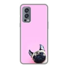 Чехлы с собаками для OnePlus Nord 2 (VPrint) (Смешная собака)