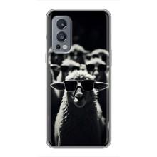 Чехол с принтом стильные животные для ВанПлас Норд 2 – Овечка в очках