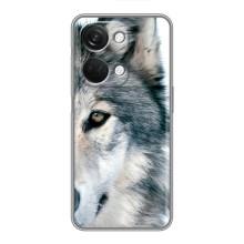 Чохли з картинкою животних OnePlus Nord 3 5G (Вовк)