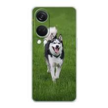 Чехол с Хаски для OnePlus Nord 4 - (AlphaPrint) (Радостный Хаски)