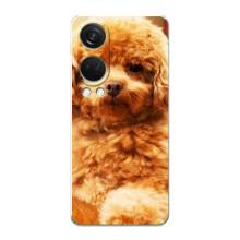 Чехлы с собаками для OnePlus Nord 4 (VPrint) (Щенок Бишон)