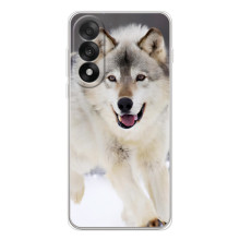 Чехол с Волком на OnePlus Nord 5 – Волк на снегу