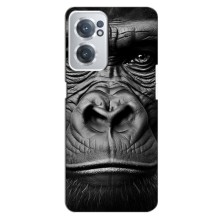 Чехлы с Горилой на ВанПлас Норд СЕ 2 (5G) – Черная обезьяна