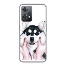 Бампер для OnePlus Nord CE 2 (5G) (IV2201) з картинкою "Песики" (Собака Хаскі)