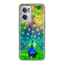 Чохол з пташками на OnePlus Nord CE 2 Lite 5G (VPrint) – Яскравий Павлин