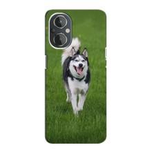 Чохол з Хаскі OnePlus Nord N20 - (AlphaPrint) (Радісний Хаскі)