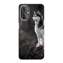 Чохол з Хаскі OnePlus Nord N20 - (AlphaPrint) (Вірний собака)