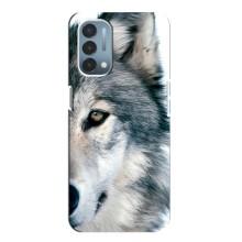 Чохли з картинкою животних OnePlus Nord N200 5G (DE211) (Вовк)