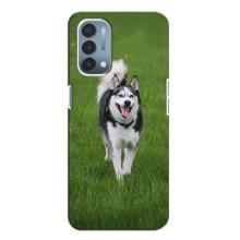 Чохол з Хаскі OnePlus Nord N200 5G (DE211) - (AlphaPrint) (Радісний Хаскі)