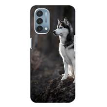 Чохол з Хаскі OnePlus Nord N200 5G (DE211) - (AlphaPrint) (Вірний собака)