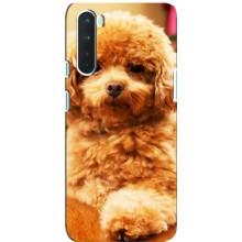 Чехлы с собаками для OnePlus Nord (VPrint) (Щенок Бишон)