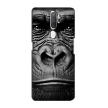 Чехлы с Горилой на Оппо А11 – Черная обезьяна