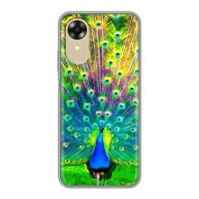 Чехол с птицами на Oppo A17k (VPrint) (Яркий Павлин)