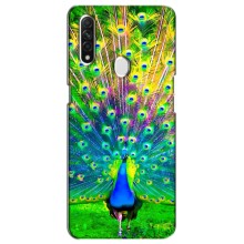 Чехол с птицами на Oppo A31 (VPrint) (Яркий Павлин)