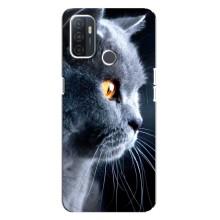 Чехлы с Котиками для Oppo A32 (VPrint) (Серый Кот)