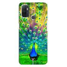 Чехол с птицами на Oppo A32 (VPrint) (Яркий Павлин)
