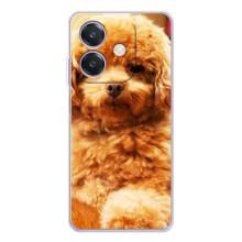 Чехлы с собаками для OPPO A3x (VPrint) (Щенок Бишон)