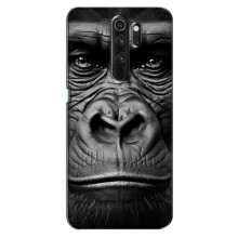 Чехлы с Горилой на Оппо а5 2020 – Черная обезьяна