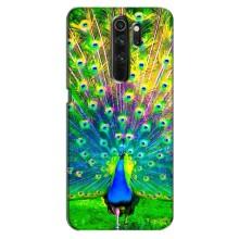 Чехол с птицами на Oppo A5 (2020) (VPrint) (Яркий Павлин)