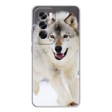 Чехол с Волком на OPPO A5 – Волк на снегу