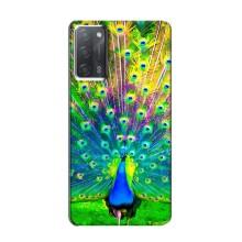 Чехол с птицами на OPPO A55 (VPrint)